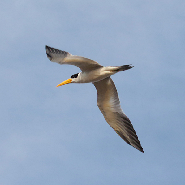 Large-billed Tern